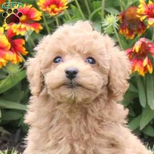 Poppy, Toy Poodle Puppy