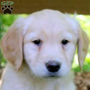 Poppy, Golden Retriever Puppy
