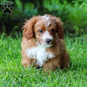 Poppy, Cavapoo Puppy