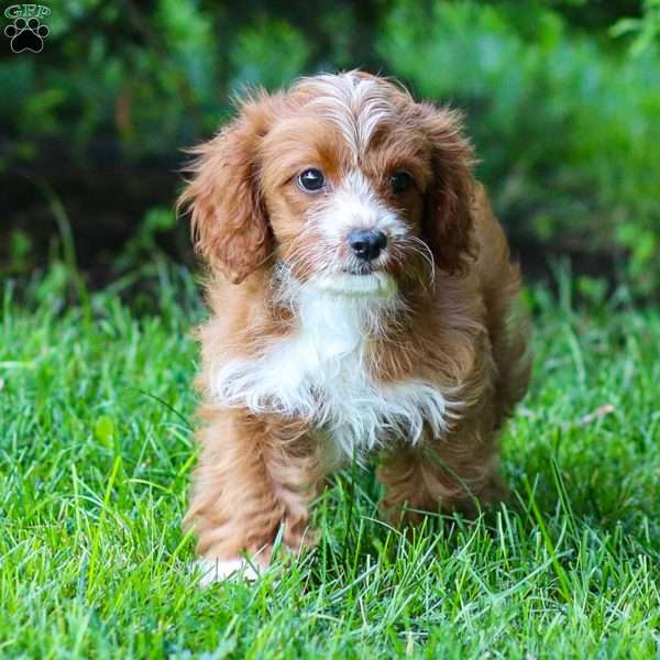 Poppy, Cavapoo Puppy