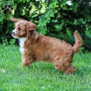 Poppy, Cavapoo Puppy