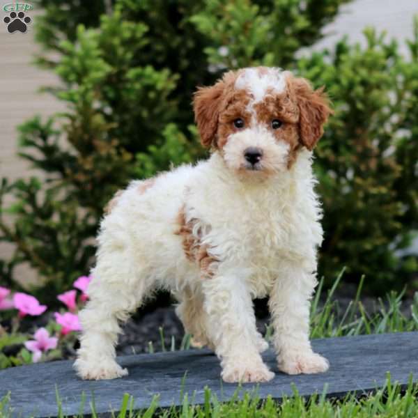 Poppy, Miniature Poodle Puppy