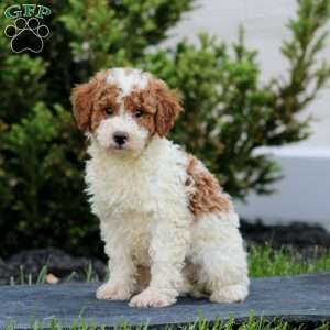 Poppy, Miniature Poodle Puppy
