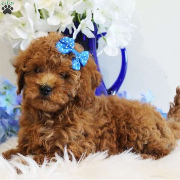 Poppy, Toy Poodle Puppy