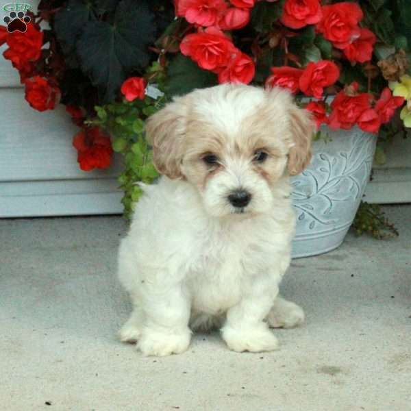 Porter, Maltipoo Puppy