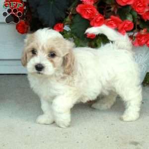 Porter, Maltipoo Puppy