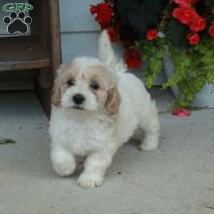 Porter, Maltipoo Puppy