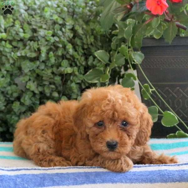 Posie, Miniature Poodle Puppy