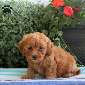 Posie, Miniature Poodle Puppy