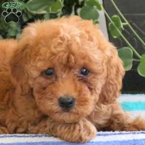Posie, Miniature Poodle Puppy