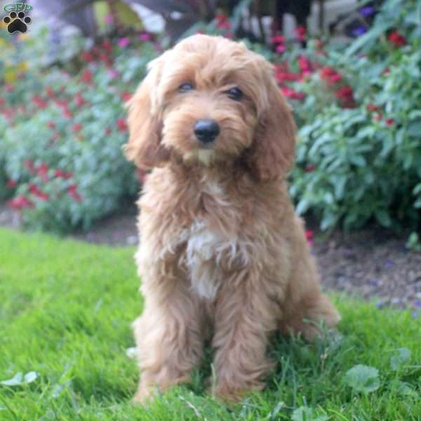 Posy, Cockapoo Puppy