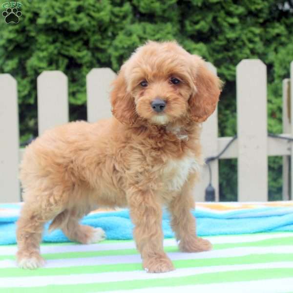 Posy, Cockapoo Puppy