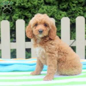 Posy, Cockapoo Puppy