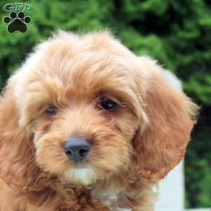 Posy, Cockapoo Puppy