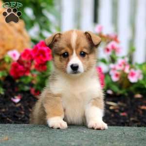Prancer, Pembroke Welsh Corgi Puppy