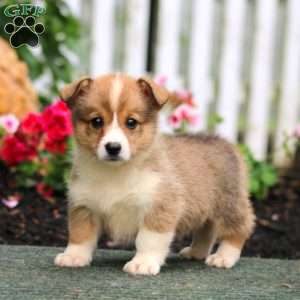 Prancer, Pembroke Welsh Corgi Puppy