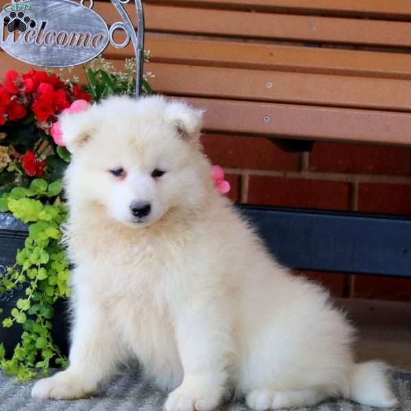 Precious, Samoyed Puppy