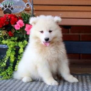 Precious, Samoyed Puppy