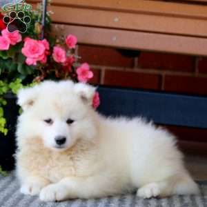Precious, Samoyed Puppy