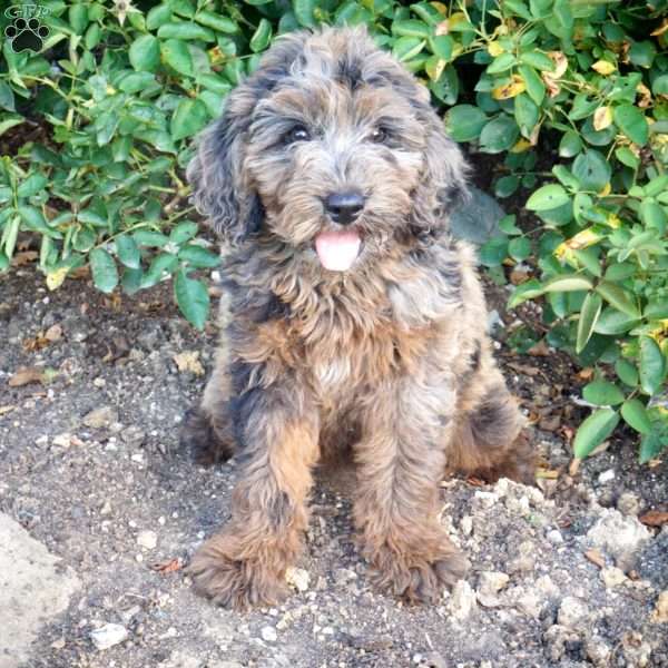 Precious, Mini Labradoodle Puppy