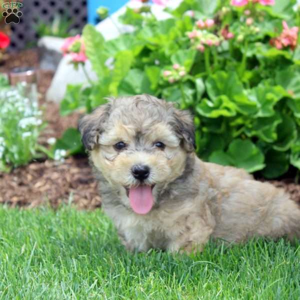 Preston, Havanese Puppy