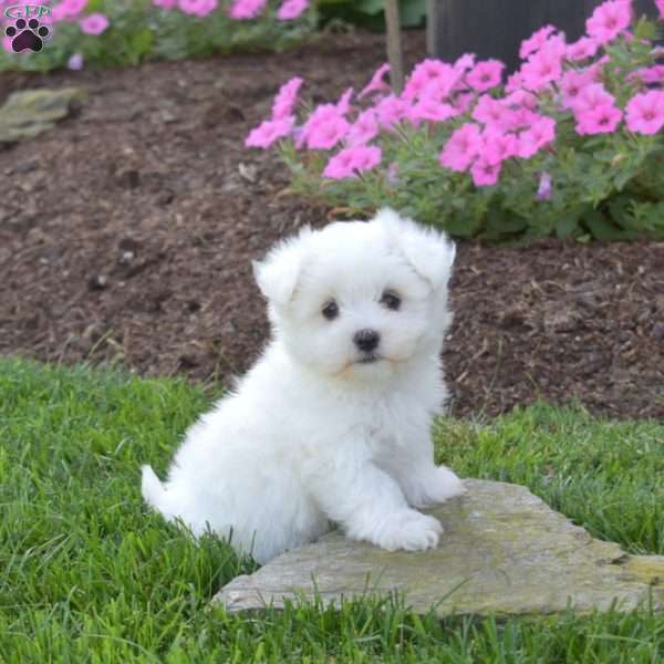 Preston, Maltese Puppy