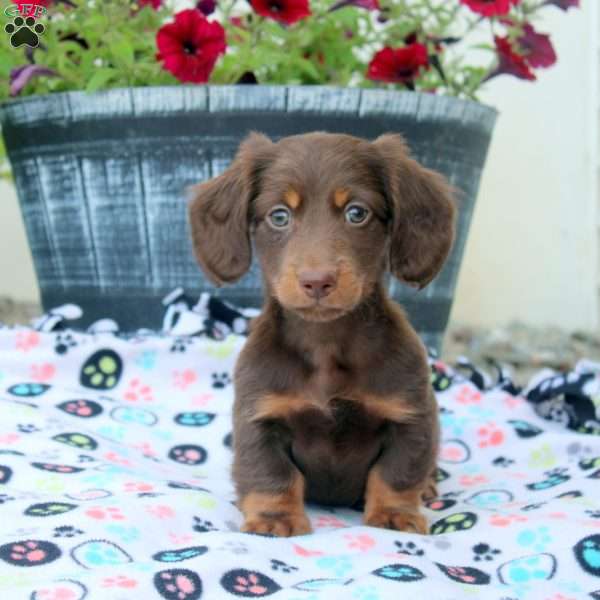 Preston, Dachshund Puppy