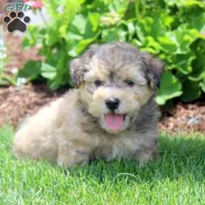 Preston, Havanese Puppy