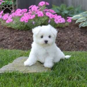 Preston, Maltese Puppy