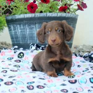 Preston, Dachshund Puppy