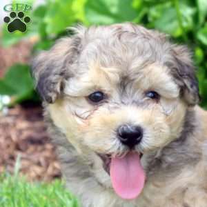 Preston, Havanese Puppy