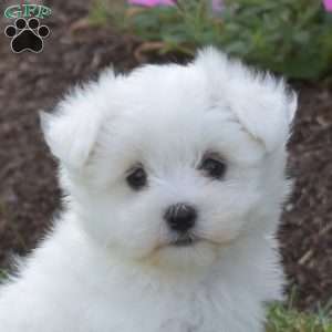 Preston, Maltese Puppy