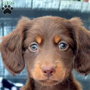 Preston, Dachshund Puppy