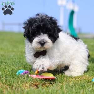 Pretzel, Maltipoo Puppy