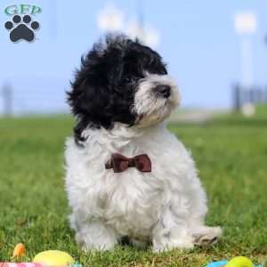 Pretzel, Maltipoo Puppy
