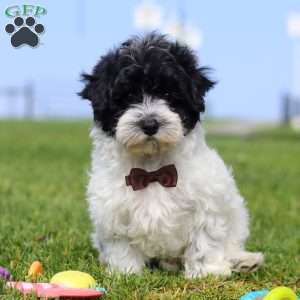 Pretzel, Maltipoo Puppy