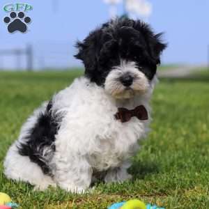 Pretzel, Maltipoo Puppy