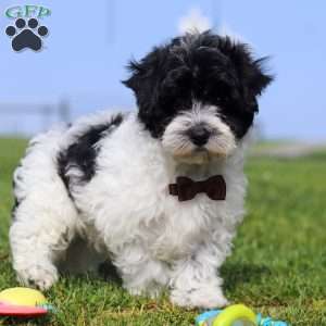 Pretzel, Maltipoo Puppy
