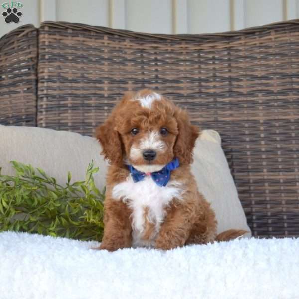 Pretzel, Mini Goldendoodle Puppy