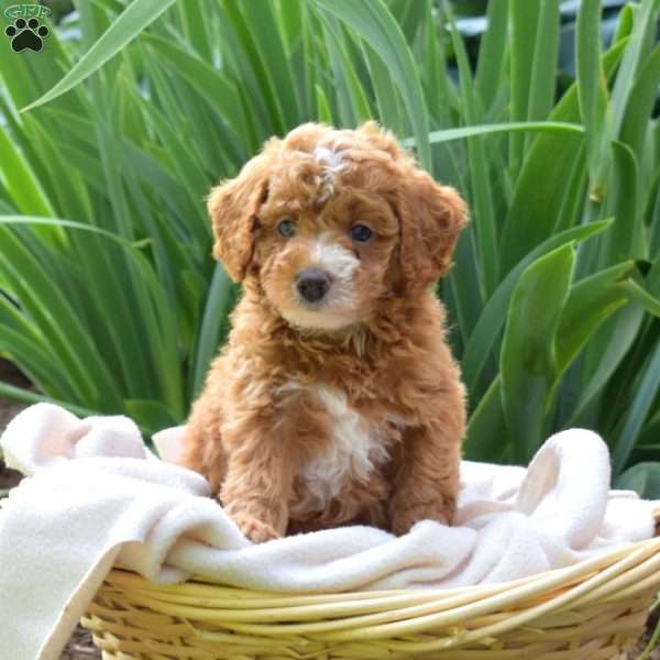 Pretzel, Miniature Poodle Puppy