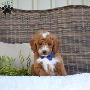 Pretzel, Mini Goldendoodle Puppy