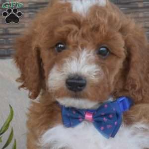 Pretzel, Mini Goldendoodle Puppy