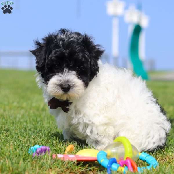 Pretzel, Maltipoo Puppy