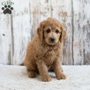 Prince, Mini Labradoodle Puppy