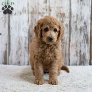 Prince, Mini Labradoodle Puppy
