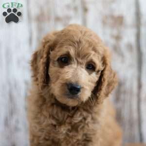 Prince, Mini Labradoodle Puppy