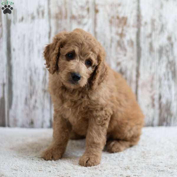 Prince, Mini Labradoodle Puppy
