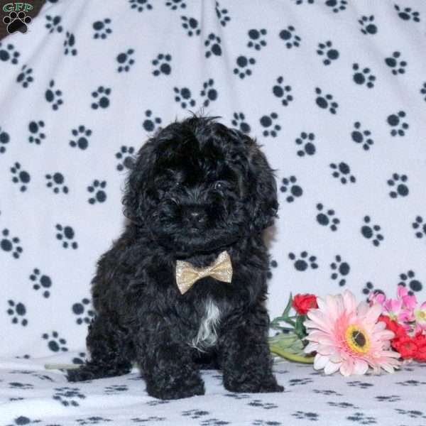 Prince, Shih-Poo Puppy