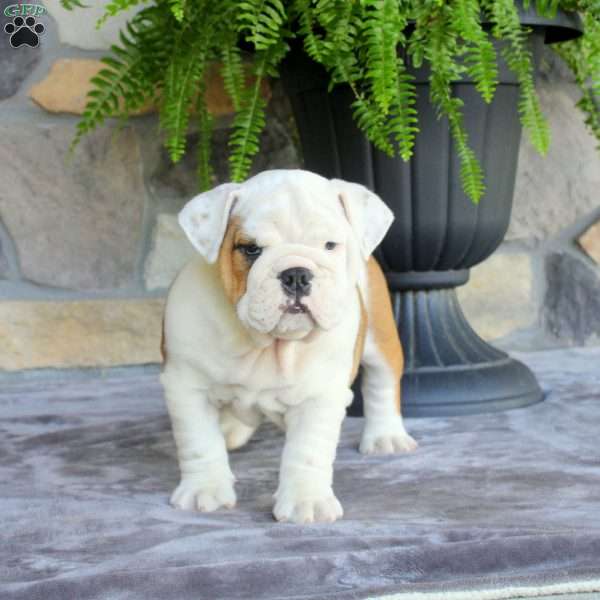 Prince, English Bulldog Puppy