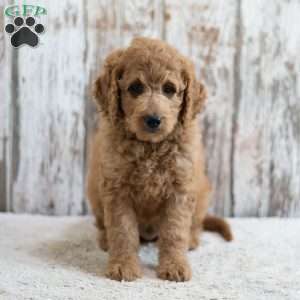 Prince, Mini Labradoodle Puppy